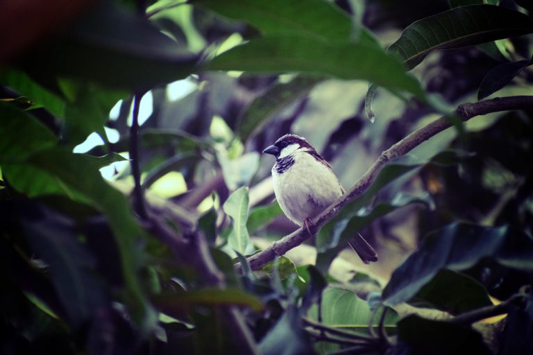 A small sparrow with black and white plumage perched on a branch amidst green leaves.