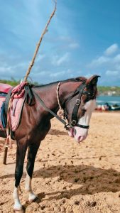 Horse standing on sandy golden beach