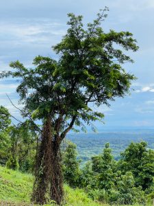 A solitary tree stands atop the mountain.  