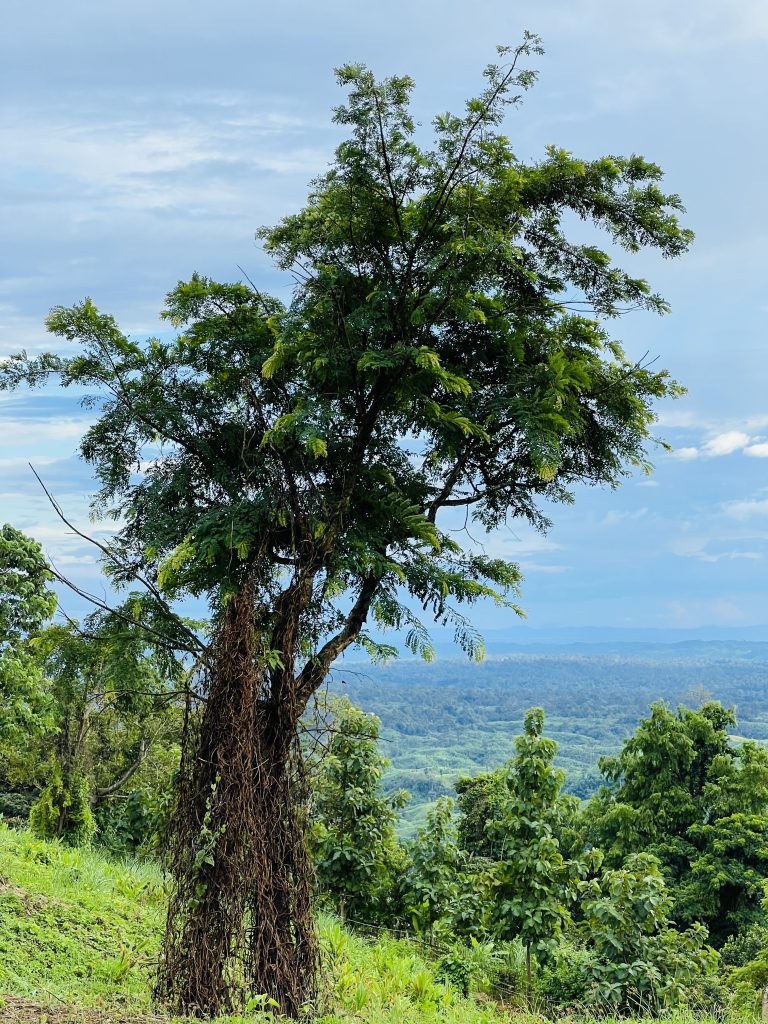 A solitary tree stands atop the mountain.