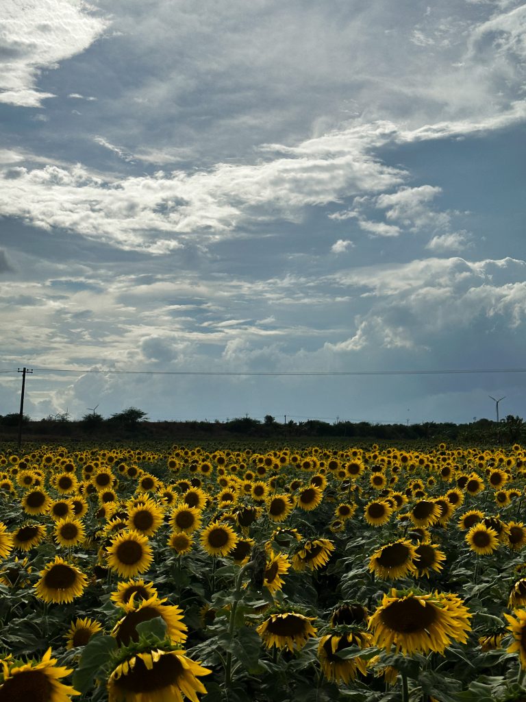 A sunflower patch below a dark cloudy sky