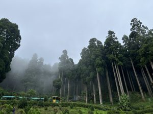 Forest into the clouds