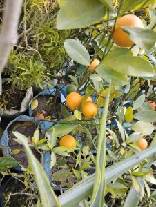 Orange fruits growning on small potted trees