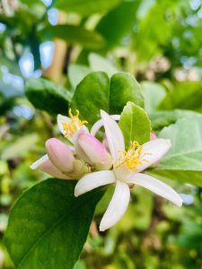 Lemon flower with white petals and yellow stigma against a blurred green foliage.