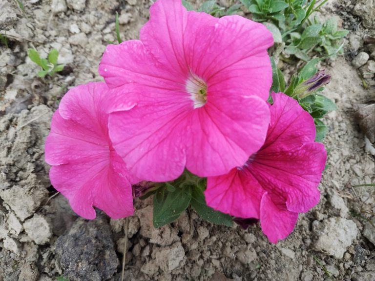 Pink petunias blooming in soil with visible dry cracks and some surrounding green foliage.