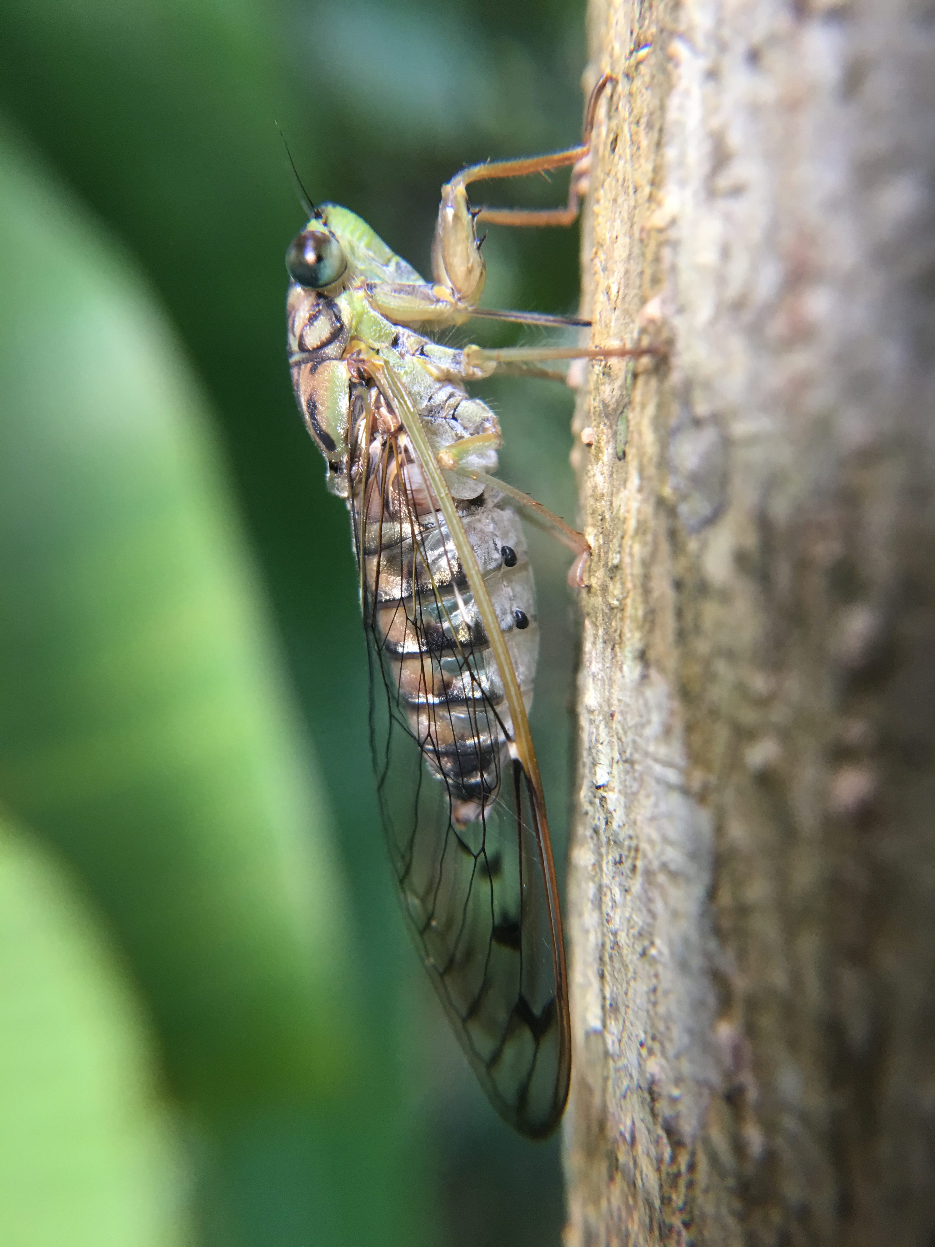 Close up of a cicada climbing a tree