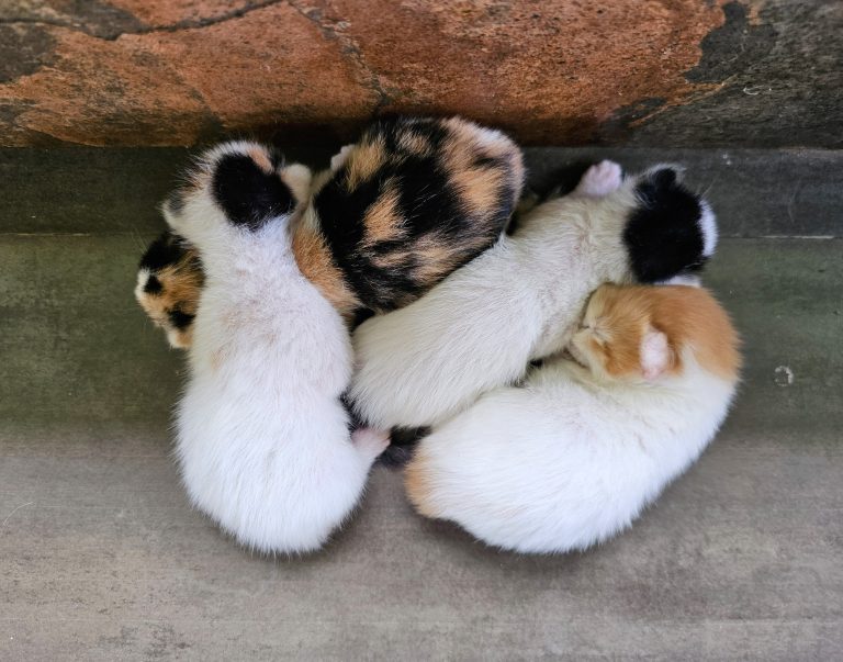 Four kittens huddle together and sleeping peacefully on a tile floor.