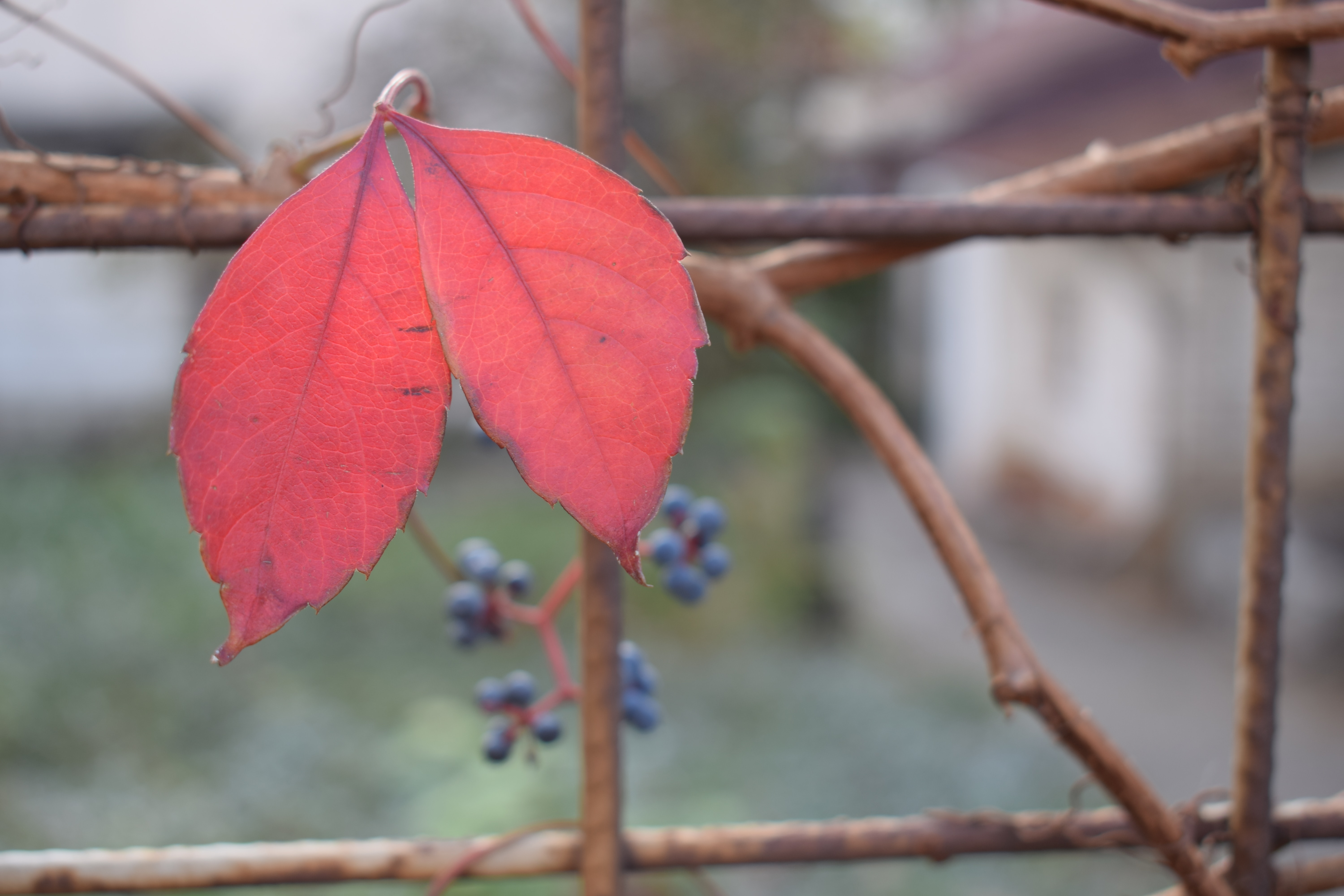 Two red leaves