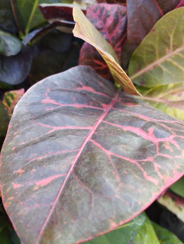 Variegated plant leave closeup