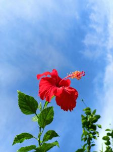 A red colored Hibiscus flower with clear blue sky as a background
