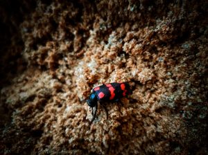 A black and red beetle on sand
