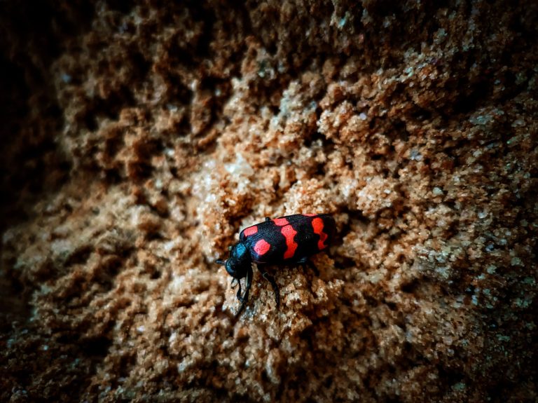 A black and red beetle on sand