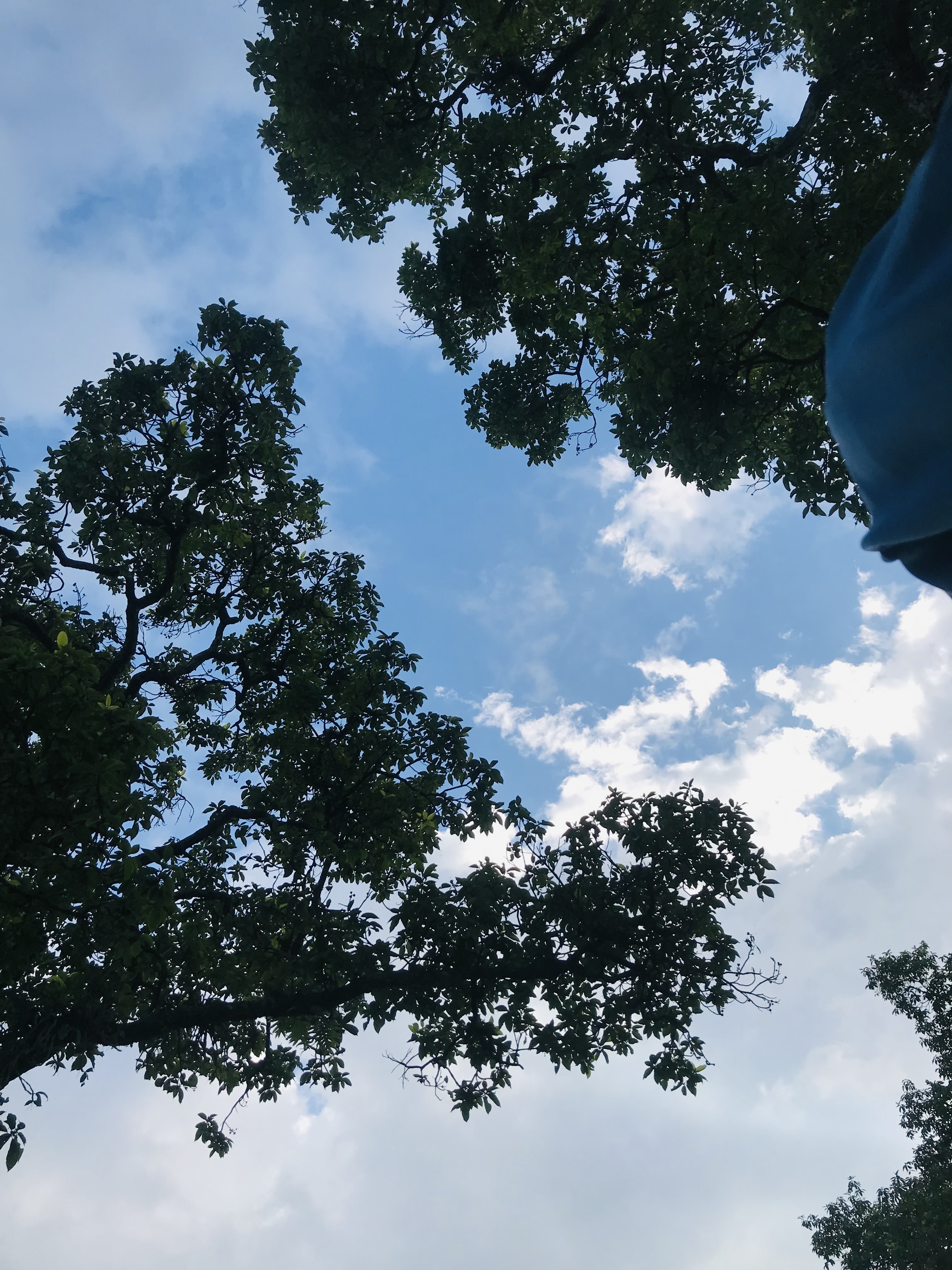 Under the blue sky, trees mingle with fluffy clouds.