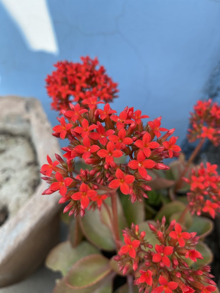 Vivid red flowers, vibrant and striking, nature’s bold expression in floral brilliance.