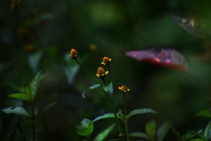 Small yellow flowers (Acmella uliginosa) lit by sunlight and blurred greenery in the background. 