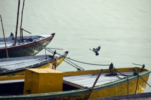 Pigeon flying over docked boats in Varanasi.