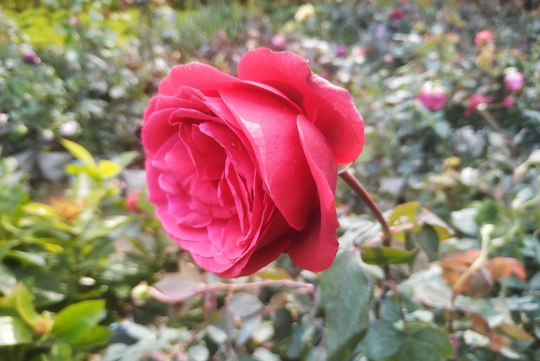 Lovely shot of a red rose amidst the garden of roses.