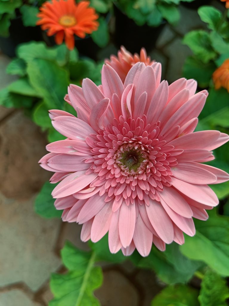 A peach color gerbera flower.