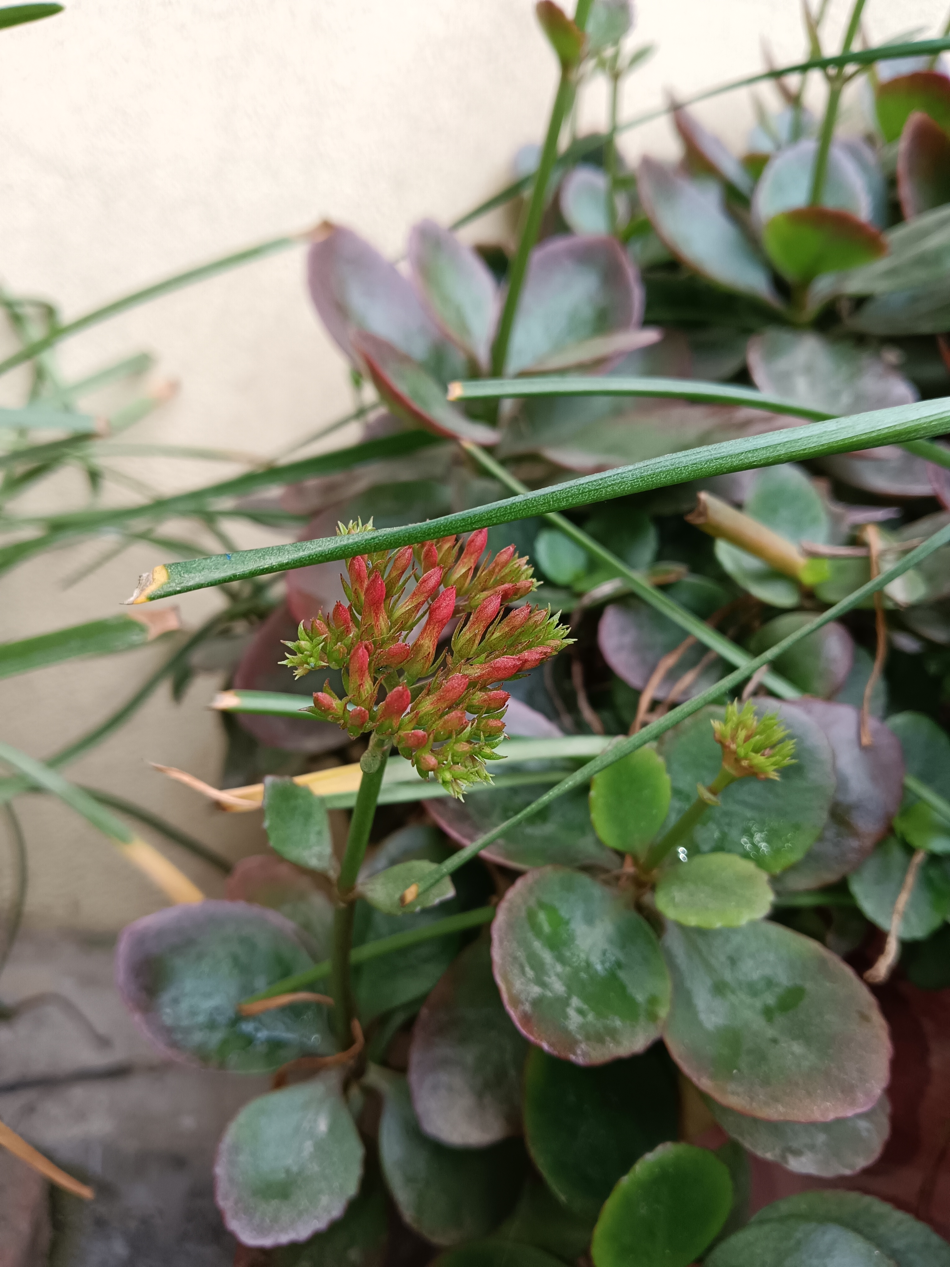 A close-up view of flower buds and leaves.