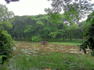 Sculpture of a lotus in a pond surrounded by trees at Jahangirnagar University, Savar, Dhaka, Bangladesh