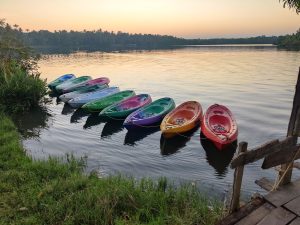 A row of colorful canoes on a lake surrounded by lush green grass and tall trees.
