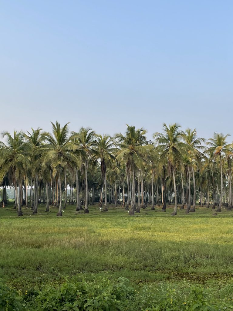 Coconut trees.