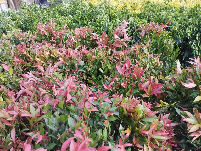 Pink and green colored plants growing in a garden