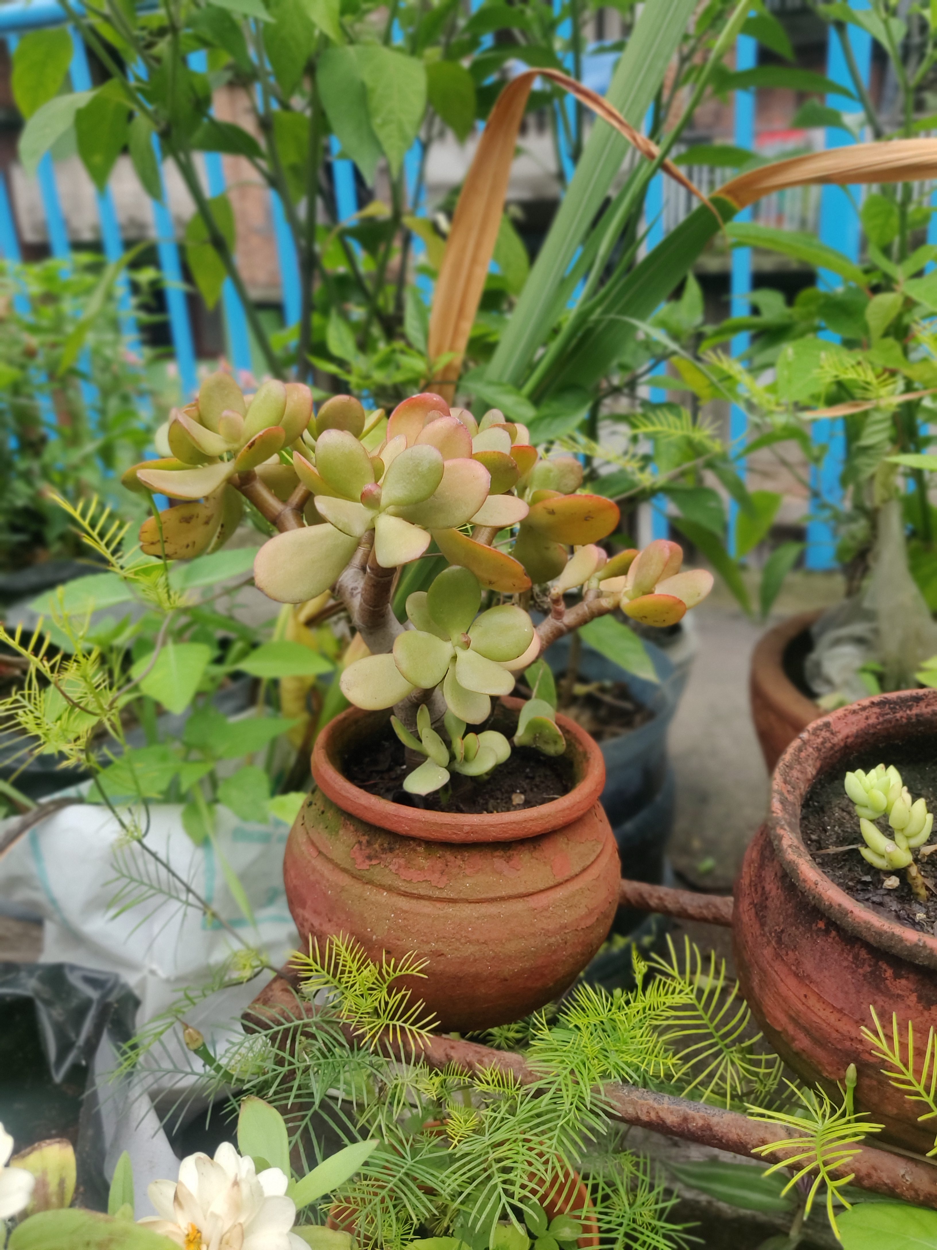 A small plant in the mud pot and some plants around it.
