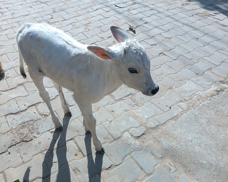 New born white color cow baby standing and waiting for his mother.