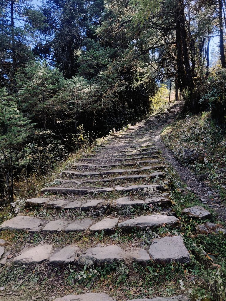 Stone staircase surrounded by trees