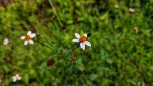 A small white and orange (Black-jack) flower with green foliage.