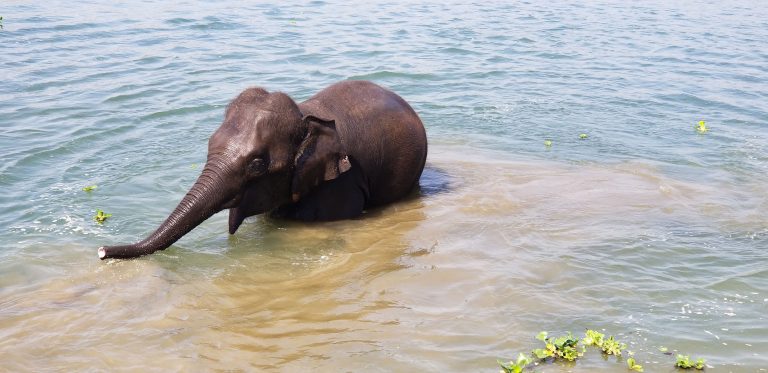 An elephant bathing in a river.