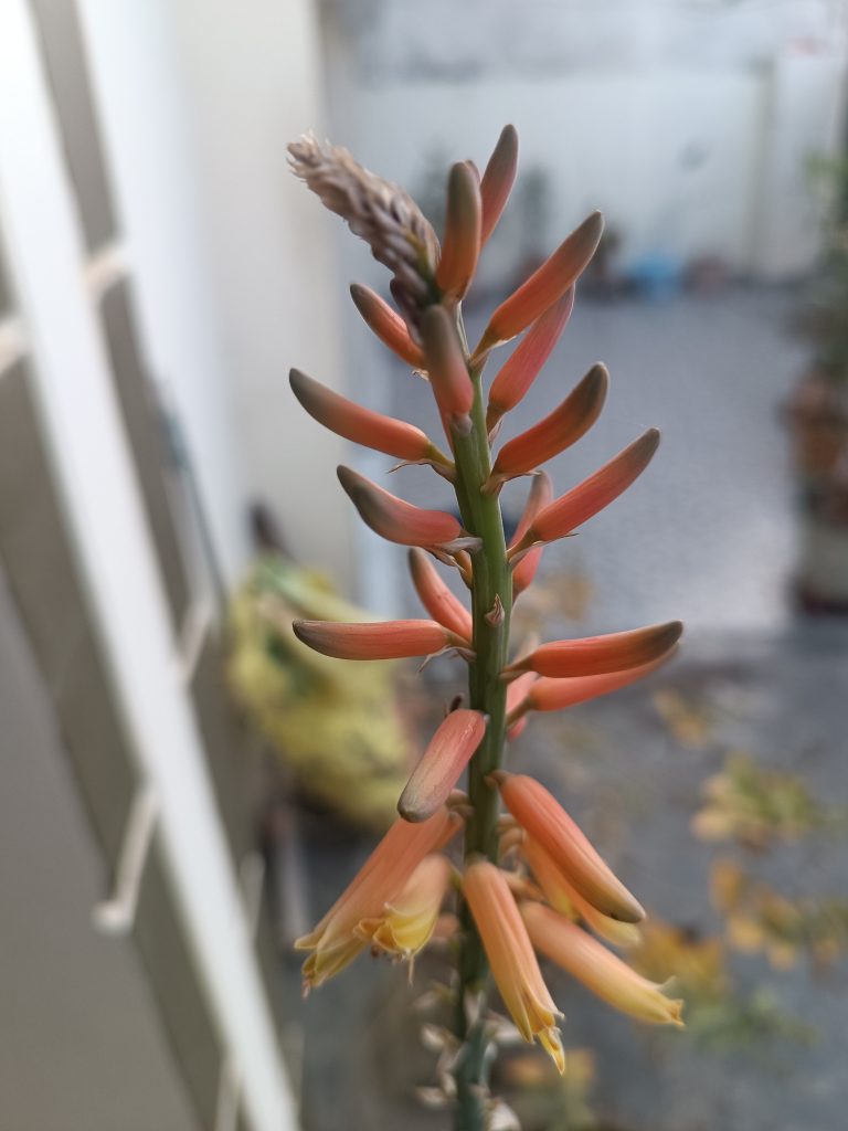 A vibrant Aloe Vera flower with orange petals, showcasing nature’s beauty