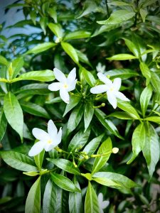 Elegant white flower, pure and simple in its beauty, a serene presence in nature.