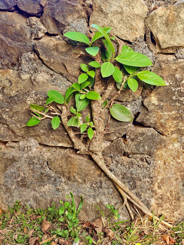 A Ficus benghalensis plant is growing on a wall in Perumanna, Kozhikode, Kerala.