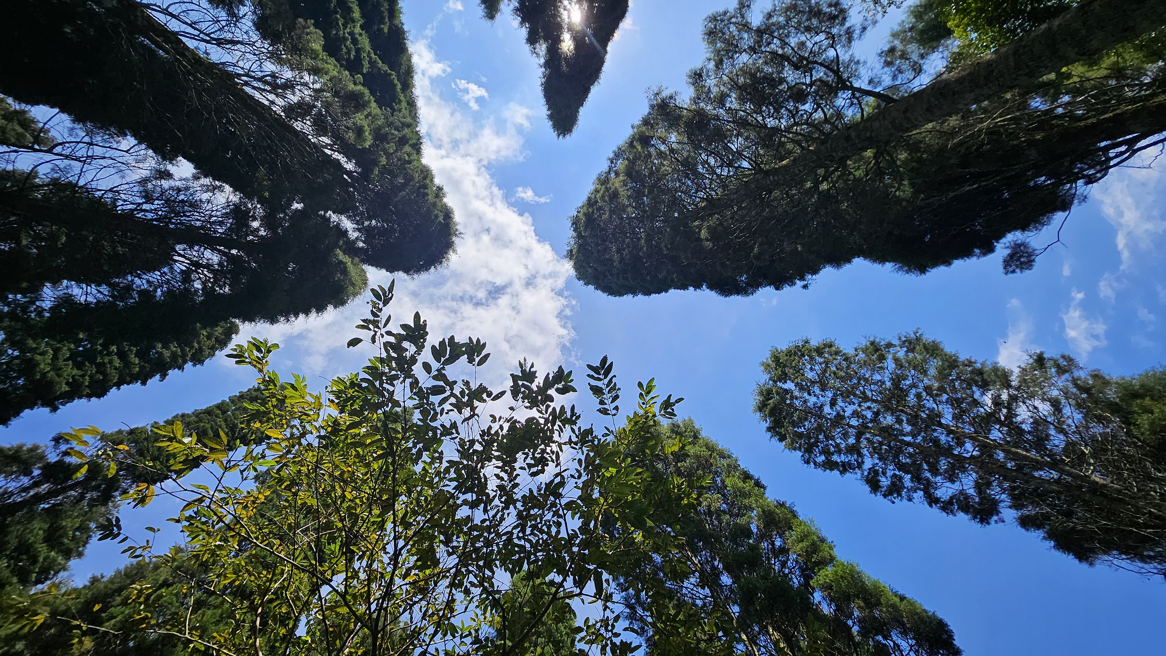 Looking up through tall trees into a blue sky
Copa de árboles, cielo