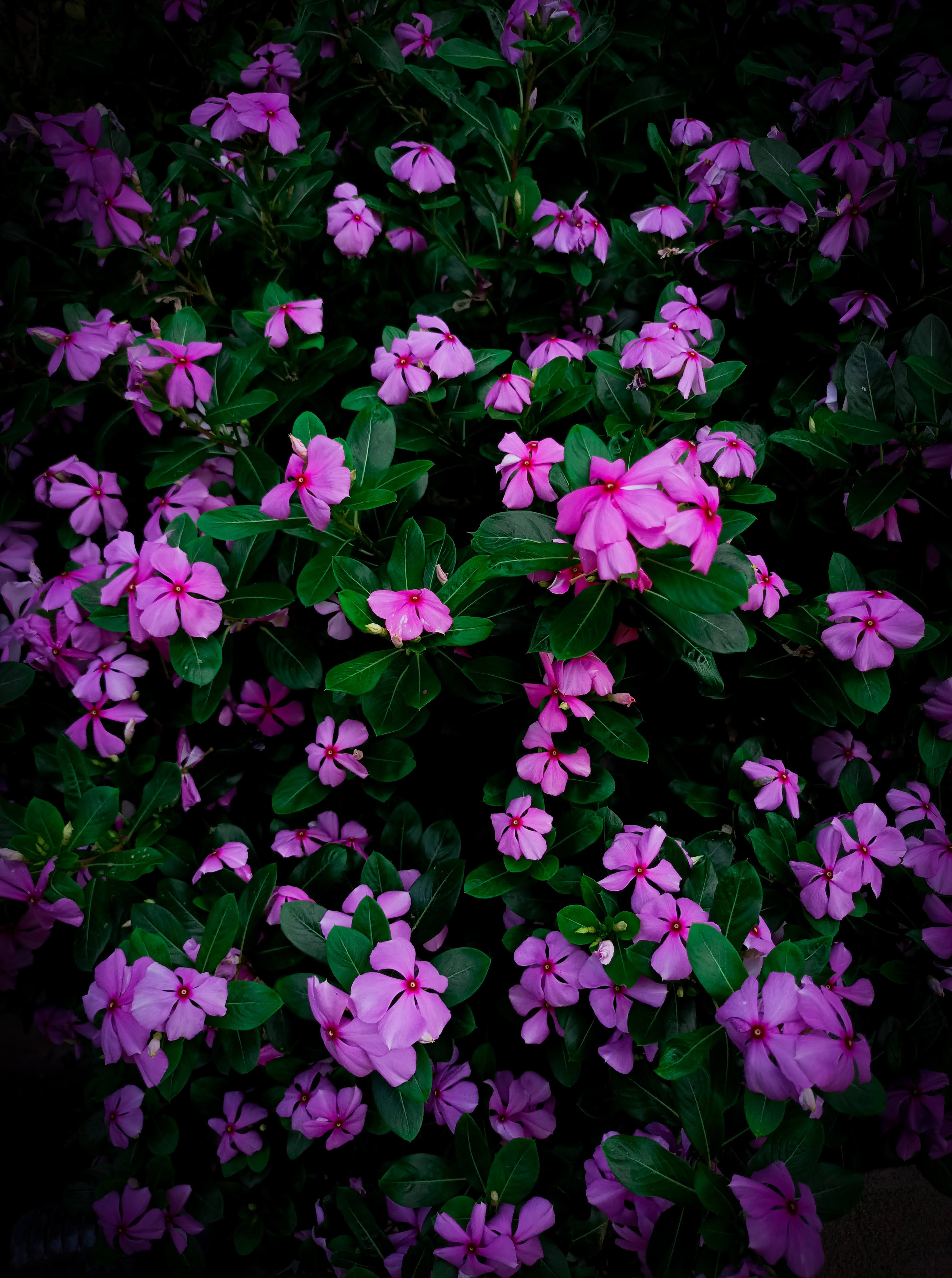 A beautiful purple coloured flowers with green leaves in the background.