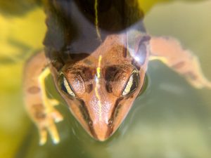 Looking down on top of a frog in water. The frog's eyes are the most prominent part of the photo.