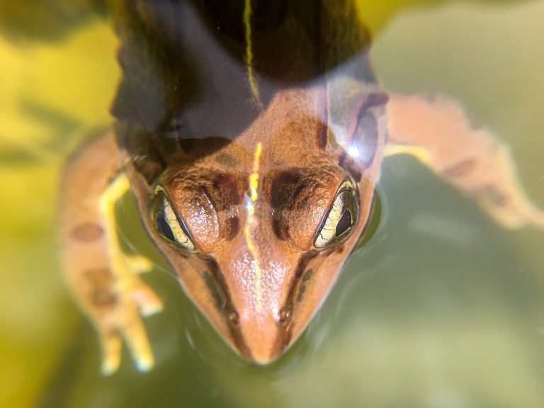 Looking down on top of a frog in water. The frog’s eyes are the most prominent part of the photo.