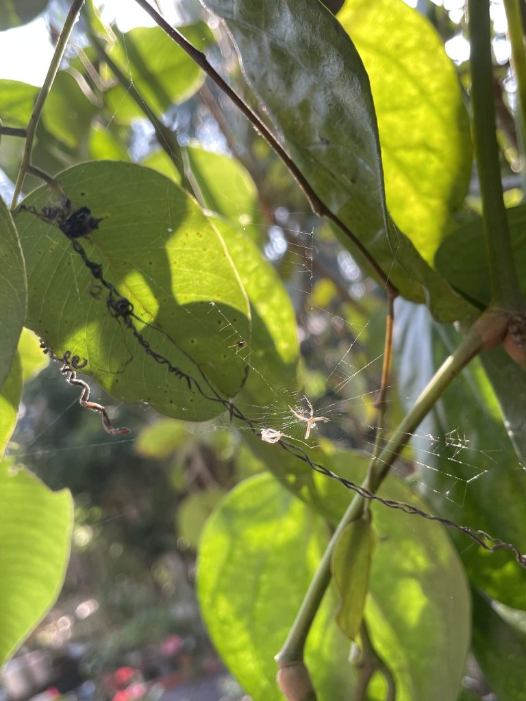 A small white spider waiting to trap an unsuspecting prey in a web between large green and yellow leaves.