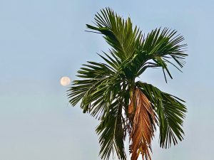 A long view of Moon & areca nut tree in the early morning from our neighbourhood. From Perumanna, Kozhikode, Kerala.