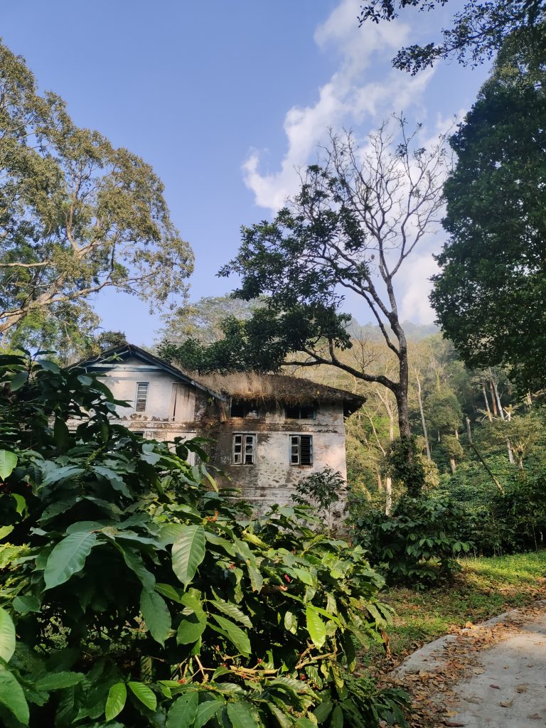 An abandoned  mystery bungalow inside the forest with trees around it.