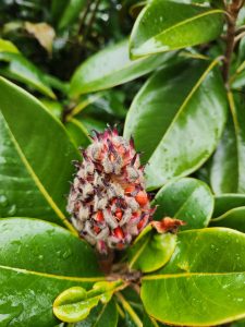 The Seed pod of an Evergreen Magnolia (Magnolia Grandaflora)