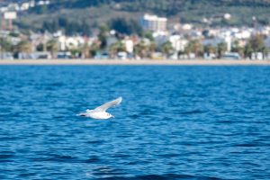 A seagull flying above the sea.