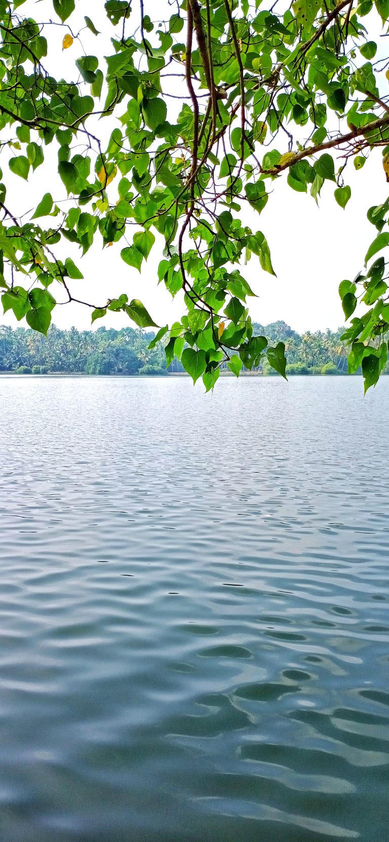 Ripples in the water, leaves from a tree fill the top of the photo. More trees can be seen across the lake.