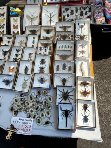 A display of Keychain with real insects.
