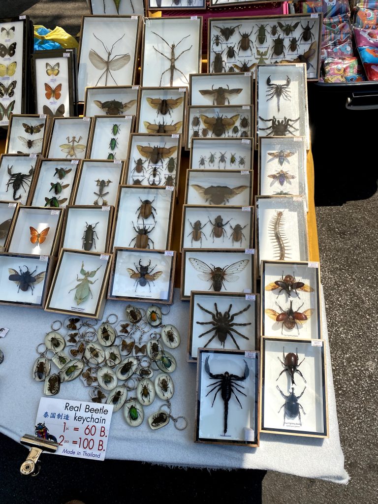 A display of Keychain with real insects.