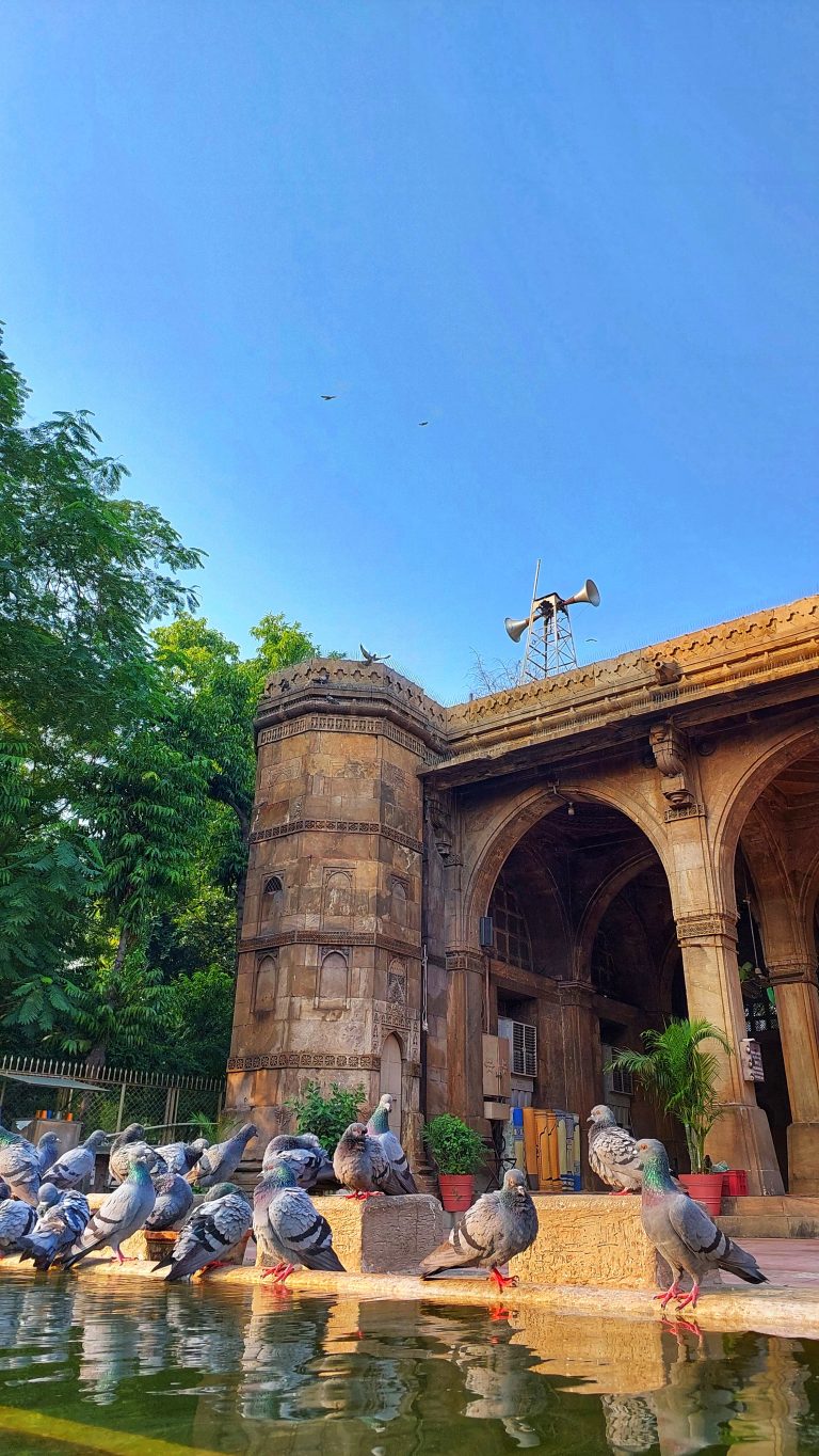 Columbidae birds infront of the Sidi Saiyyed Mosque in Ahmedabad, Gujarat, India.