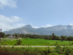 Palakkad's paddy fields, natural beauty.