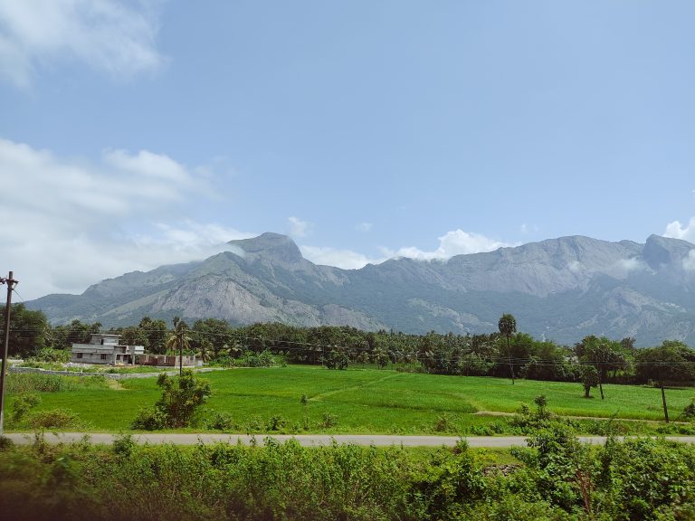 Palakkad’s paddy fields, natural beauty.